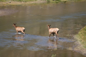 herten die de rivier oversteken | Hopi Indian Reservation